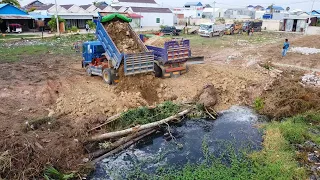 Amazing project perfect start trucks dumping soil into the pond with Mitsubishi dozer pushing
