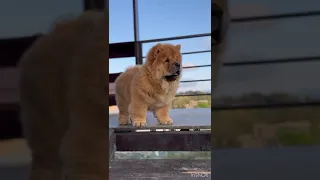 Чау-чау малыши, Зидан и Злата ждут самых лучших мам💓пап! Дата рождения 30.12.2023  +79105615355