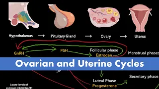 Ovarian and Uterine Cycle (Menstrual Cycle)