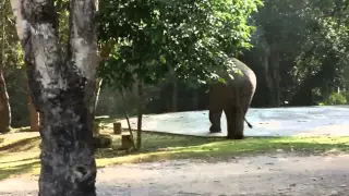 Wild Elephant in Khao Yai - Thailand