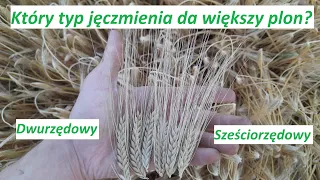 Ostatnie Chwile Przed Zbiorem - Żniwa 2023 - Porównanie typów jęczmienia - Przegląd plantacji #38