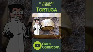 ¿Qué Hay DENTRO de un CAPARAZÓN de TORTUGA? 🐢 #shorts