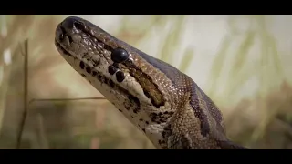 Африка дикая природа - самые ядовитые змеи