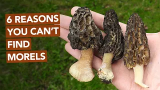 6 Reasons You Can't Find Morel Mushrooms