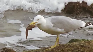Рыбак-альбатрос