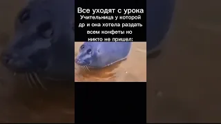 грустный тюлень