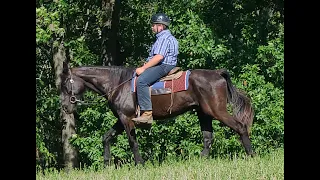 "Cadillac Jack" 9yr 16h Black Standardbred Gelding Rides and Drives