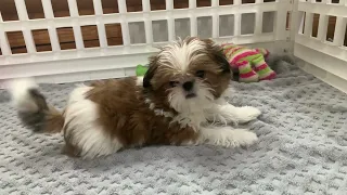 Cute Puppy