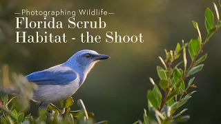 Learn Wildlife Photography - Florida Scrub Habitat - the Shoot
