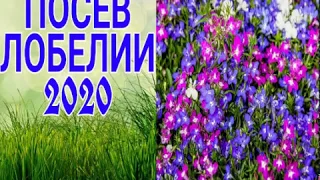 Посев Лобелии на Рассаду в Торфяных Таблетках.Удобный способ.