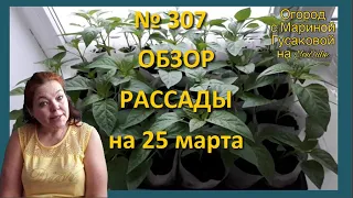 Выращивание Рассады овощей и Цветов - ОБЗОР рассады на 25 марта