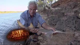 A Sawfish Pup | SAWFISH | River Monsters