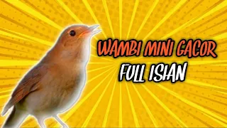 Masteran Wambi Mini Gacor Full Isian Jernih