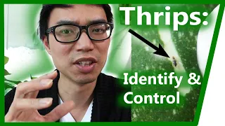 Thrips: How to Identify & Control | House Plant Journal