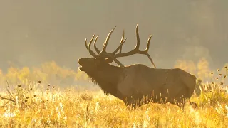 ELK HUNTING!!! - Where Should YOU Start???