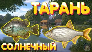 Тарань + Окунь Солнечный | р. Северский Донец | Русская Рыбалка 4