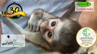 little orphan monkeys look for their potential  monkey foster moms