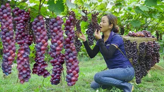 Harvesting Seedless Black Currant (Seedless Grapes) Go to the market to sell | Phuong - Harvesting