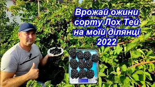 Врожай ожини сорту Лох Тей на моїй ділянці 2022