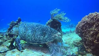 Sea Turtle up close scuba diving Gopro 8