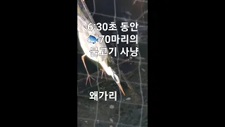 '왜가리 먹방' 6분30초 동안 🐟70마리의 물고기를 쉴새없이 먹방 포식자 | 세로버젼