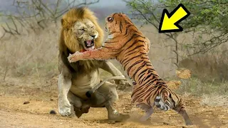 EL PODER DEL TIGRE vs LEÓN - León Vs Tigre. ¿Quién es más fuerte?