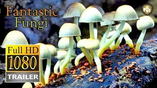 FANTASTIC FUNGI | Official Trailer HD (2019) | DOCUMENTARY | Future Movies