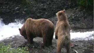 Sow and cub Brown Bears fishing at Mikfik Creek