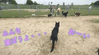 German Shepherd dog tried to keep inviting others to play at the dog park, but...