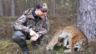 Раненая рысь стала рожать прямо на руках лесника в надежде спасти потомство. Мужчина не мог поверить