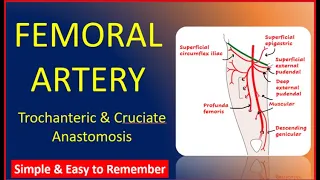 Femoral artery and its branches | Trochanteric and Cruciate anastomosis |