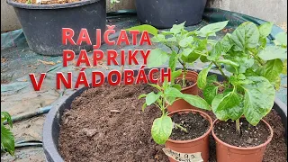 RAJČATA  PAPRIKY V NÁDOBÁCH, mochyně ananasová