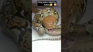King Kobra killed by Python. Королевская кобра убита Питоном.