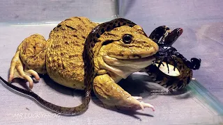 Hungry Asian Bullfrog Tries to Eat Big Snake | Warning Live Feeding