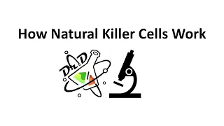 How Natural Killer Cells Work!