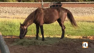 Inside Houston SPCA