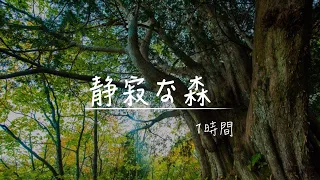 【Sleeping Nature Sounds】 Silent forest sound! "Bird's chirping and sound of a river"