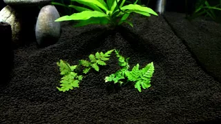 how to plant  land ferns underwater