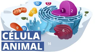 The ANIMAL CELL explained: characteristics, function and parts (organelles)🔬