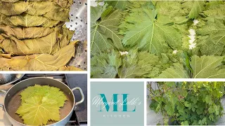 HOW TO PRESERVE GRAPE LEAVES