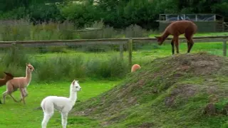 Baby Alpacas Playing at The Alpaca Park