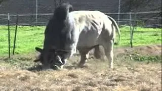 JDH FRESNO MANSO 196  ;TORO BRAHMAN