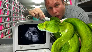 GREEN TREE PYTHON GOING TO HAVE BABIES?? | BRIAN BARCZYK