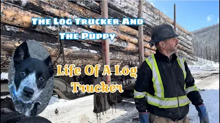 A Day In The Life Of The Log Trucker And The Puppy In The Snowy Mountain