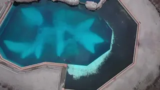 Kiska, MarineLand’s last surviving orca circles her filthy tank alone.