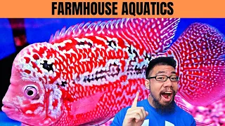 CRAZY FLOWERHORN STORE TOUR!!! | Flowerhorn Care Tips | Farmhouse Aquatics