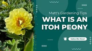 What is an Itoh Peony