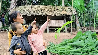 A busy day: Making house walls - harvesting pumpkin buds for market sale | Lý Thị Thơm