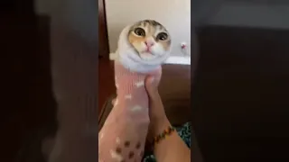 Cat inside a sock