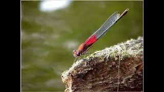 Introduction to Dragonflies and Damselflies